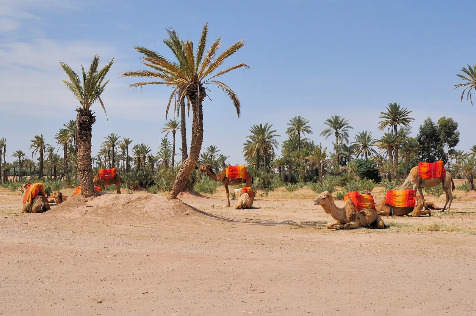 Marrakech à vélo : saisons, chaleur et balade dans la Palmeraie